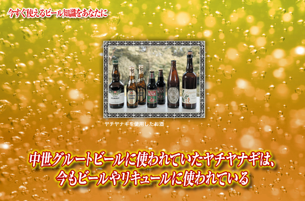 中世グルートビールに使われていたヤチヤナギは 今もビールやリキュールに使われている キリンビール大学 キリン