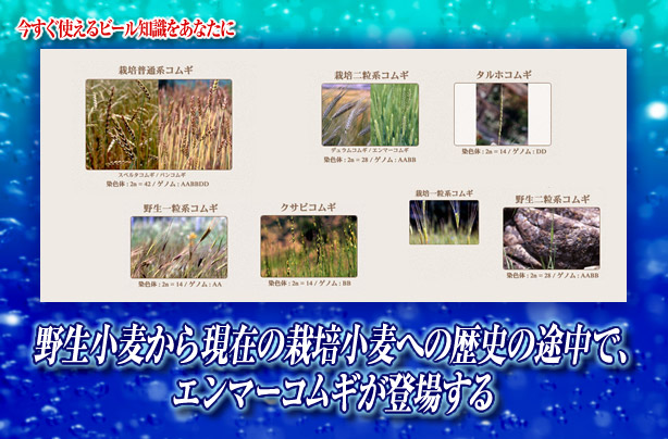 野生小麦から現在の栽培小麦への歴史の途中で エンマーコムギが登場する キリンビール大学 キリン