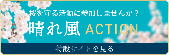 桜を守る活動に参加しませんか？ 晴れ風ACTION 特設サイトを見る