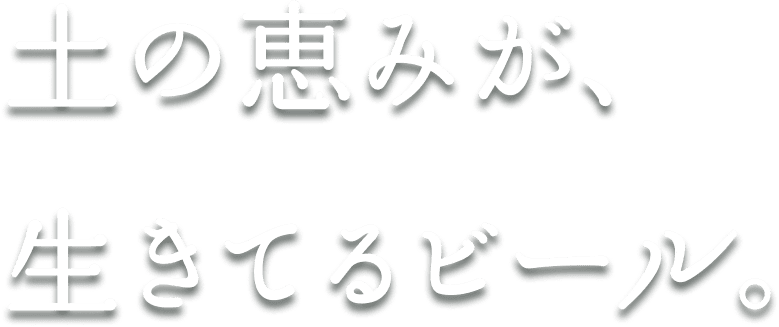 キリンビール 晴れ風｜ビール・発泡酒・新ジャンル｜キリン