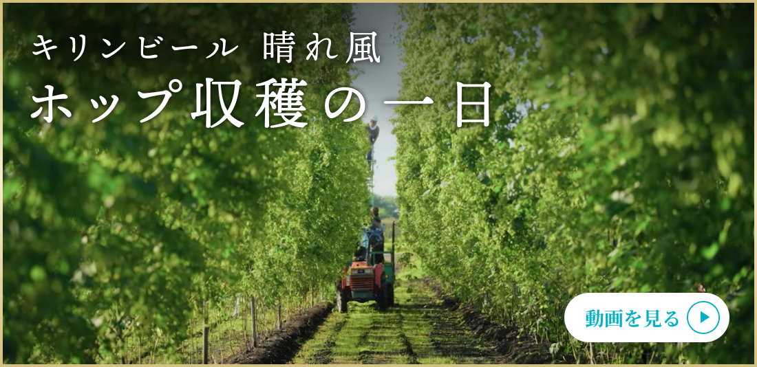 キリンビール晴れ風 ホップ収穫の一日