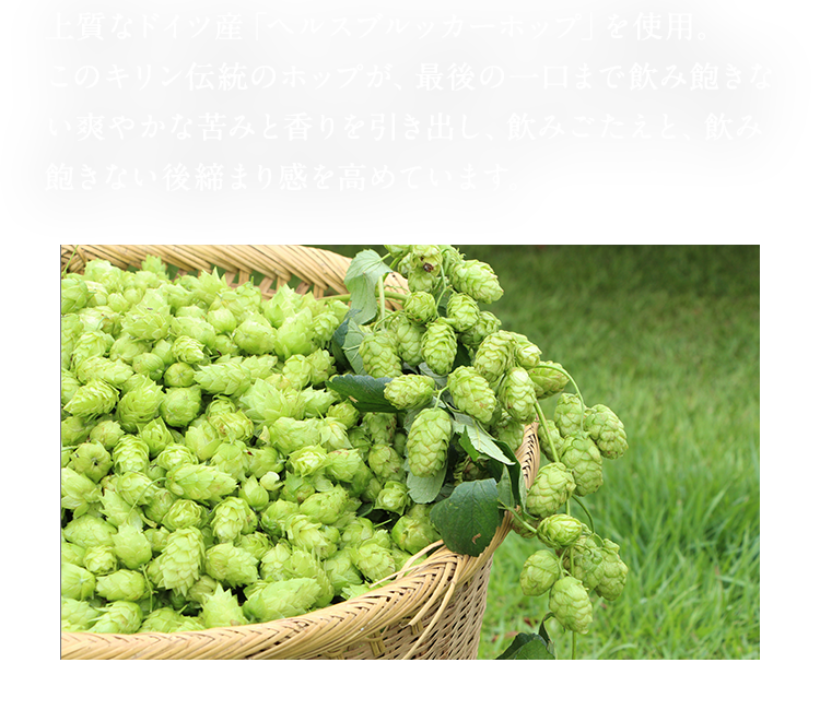 上質なドイツ産「ヘルスブルッカーホップ」を使用。 このキリン伝統のホップが、最後の一口まで飲み飽きない爽やかな苦みと香りを引き出し、飲みごたえと、飲み飽きない後締まり感を高めています。 ※ホップの画像はイメージです。