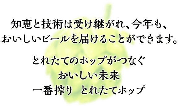 知恵と技術は受け継がれ、今年も、おいしいビールを届けることができます。 とれたてのホップがつなぐおいしい未来 一番搾り とれたてホップ