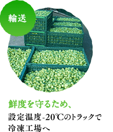 輸送 鮮度を守るため、設定温度-20℃のトラックで 冷凍工場へ 