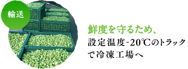 輸送 鮮度を守るため、設定温度-20℃のトラックで 冷凍工場へ 