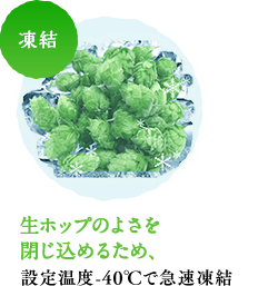 凍結 生ホップのよさを閉じ込めるため、設定温度-40℃で急速凍結