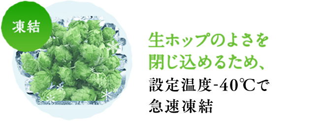 凍結 生ホップのよさを閉じ込めるため、設定温度-40℃で急速凍結