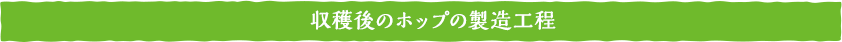 収穫後のホップの製造工程