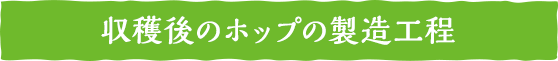 収穫後のホップの製造工程