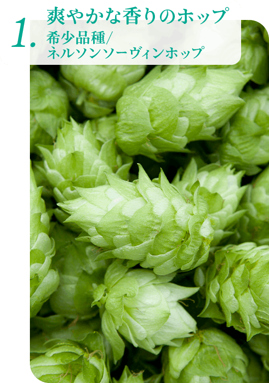 1.爽やかな香りのホップ 希少品種／ネルソンソーヴィンホップ