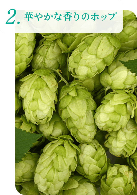 2.華やかな香りのホップ