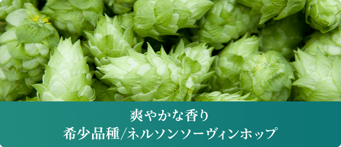 爽やかな香り 希少品種/ネルソンソーヴィンホップ