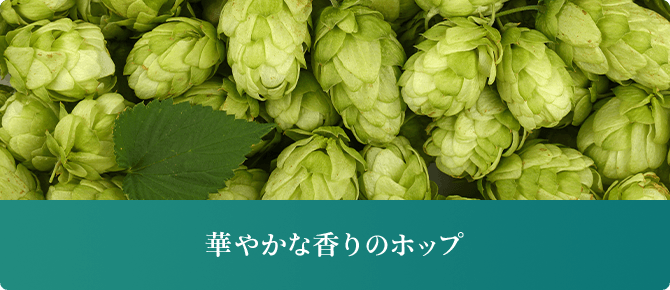 華やかな香りのホップ