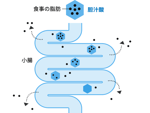 通常の消化・吸収のイメージ図
