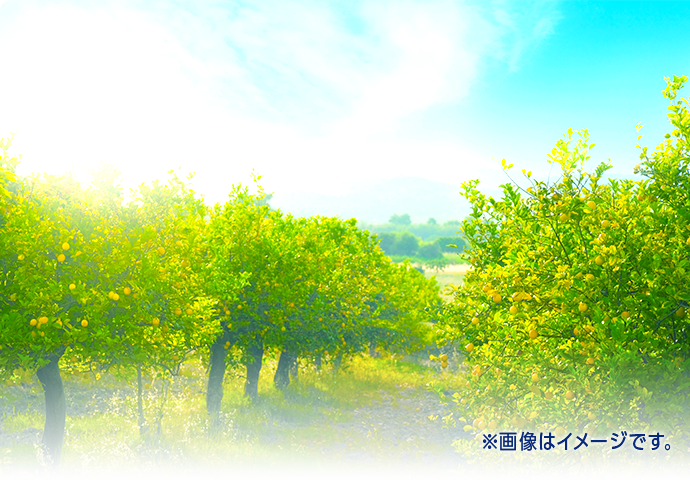 ※画像はイメージです。