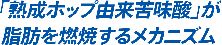「熟成ホップ由来苦味酸」が脂肪を燃焼するメカニズム