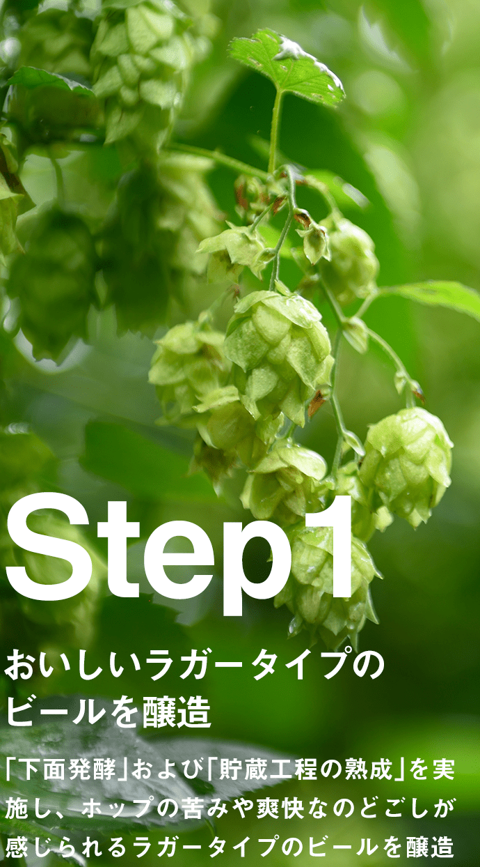 Step1 おいしいラガータイプのビールを醸造 「下面発酵」および「貯蔵工程の熟成」を実施し、ホップの苦みや爽快なのどごしが感じられるラガータイプのビールを醸造