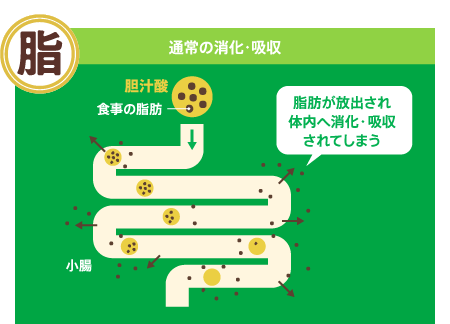 通常の消化・吸収　脂肪が放出され体内へ消化・吸収されてしまう