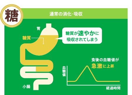 通常の消化・吸収　糖質が速やかに吸収されてしまう