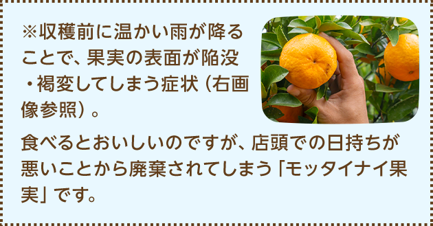 ※収穫前に温かい雨が降ることで、果実の表面が陥没・褐変してしまう症状（右画像参照）。食べるとおいしいのですが、店頭での日持ちが悪いことから廃棄されてしまう「モッタイナイ果実」です。