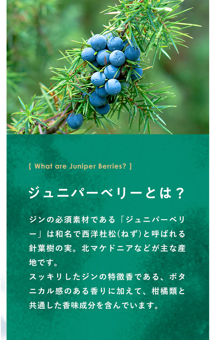 【ジュニパーベリーとは？】ジンの必須素材である「ジュニパーベリー」は和名で西洋杜松(ねず)と呼ばれる針葉樹の実。北マケドニアなどが主な産地です。スッキリしたジンの特徴香である、ボタニカル感のある香りに加えて、柑橘類と共通した香味成分を含んでいます。