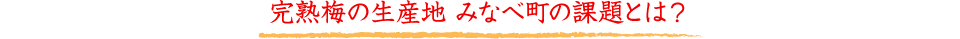 完熟梅の生産地 みなべ町の課題とは？
