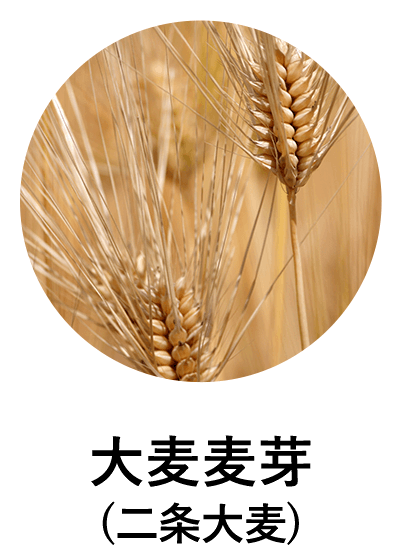 大麦麦芽(二条大麦)