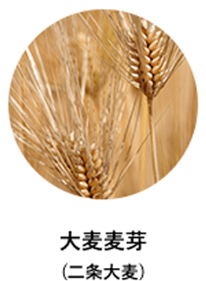 大麦麦芽(二条大麦)