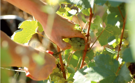 ドメーヌのビオロジック栽培への転換 写真