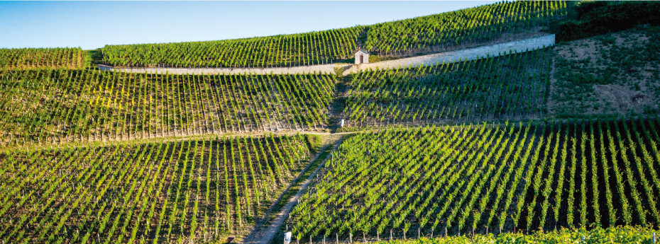 ドメーヌ・ロン・デパキ シャブリ・グラン・クリュ ムトンヌ イメージ写真