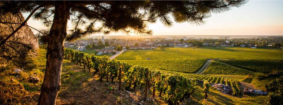 シャトー・グリ ニュイ・サン・ジョルジュ・プルミエ・クリュ イメージ写真