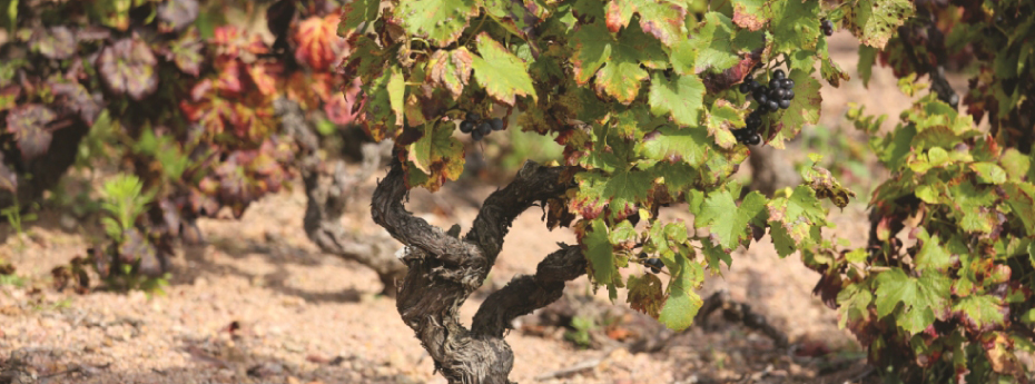 ドメーヌ・ド・ロシュグレ ムーラン・ア・ヴァン ロシュグレ 写真