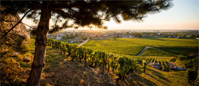 シャトー・グリ ニュイ・サン・ジョルジュ・プルミエ・クリュ イメージ写真