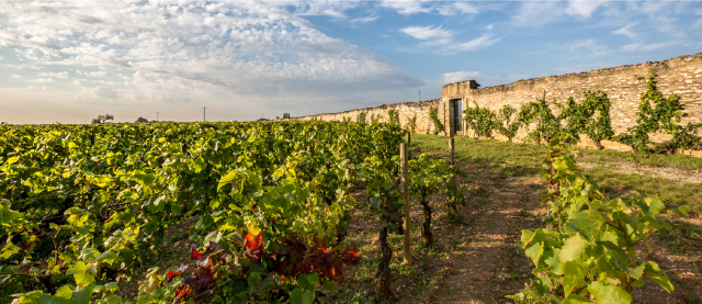 ドメーヌ・デュ・パヴィヨン コルトン・グラン・クリュ クロ・デ・マレショード イメージ写真