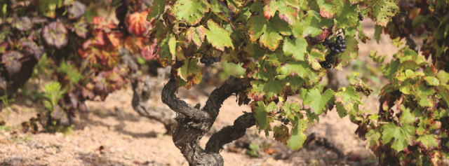 ドメーヌ・ド・ロシュグレ ムーラン・ア・ヴァン ロシュグレ 写真