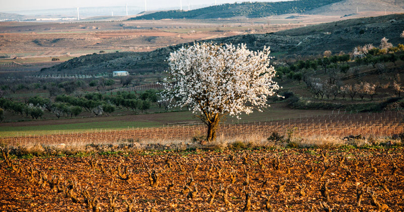 カンポ・デ・ボルハの風景