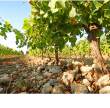 ドメーヌ・カズ イメージ