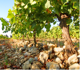 ドメーヌ・カズ イメージ