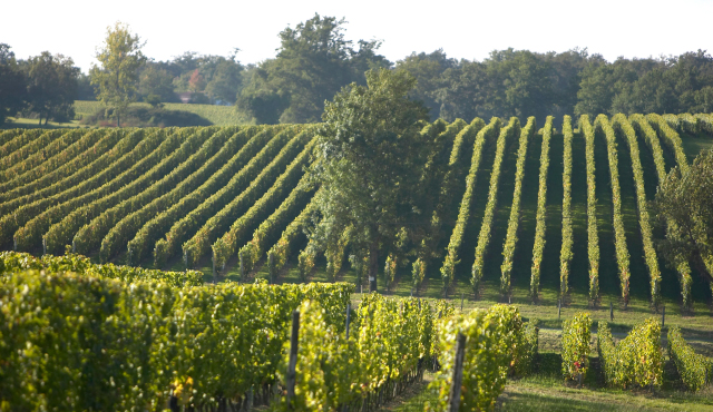 ボルドーのトップネゴシアン