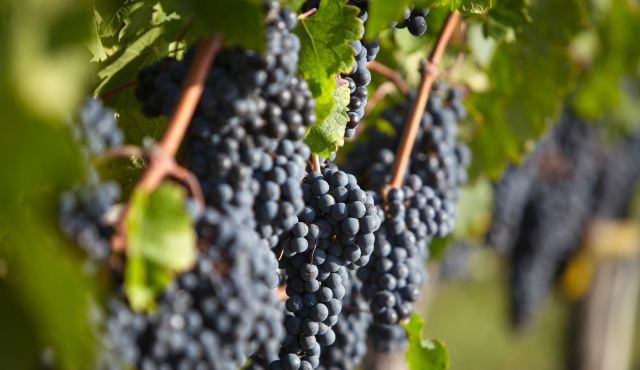 最適なテロワールの選定