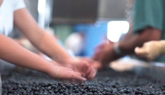 可能な限り良質なブドウを