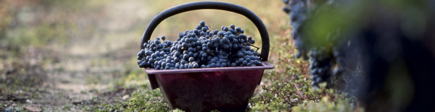 ドゥルト グラン・テロワールイメージ