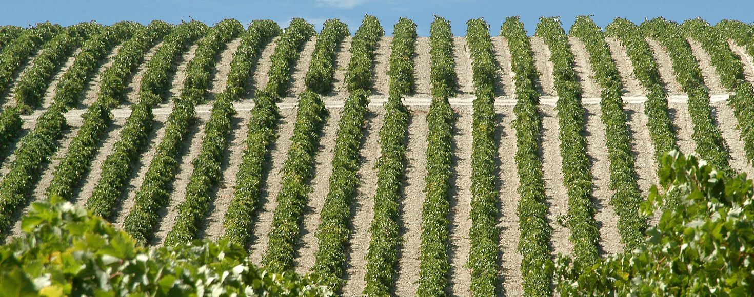 ゴンザレス・ビアスメイン画像