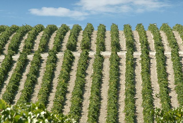 ゴンザレス・ビアスメイン画像