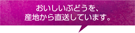 おいしいぶどうを、産地から直送しています。