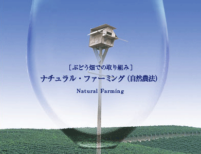 ぶどう畑での取り組み ナチュラル・ファーミング(自然農法)Natural Farming