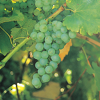 白ワインのブドウ品種 これでバッチリ ワインの基礎知識 ワインアカデミー キリン