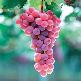 白ワインのブドウ品種 これでバッチリ ワインの基礎知識 ワインアカデミー キリン