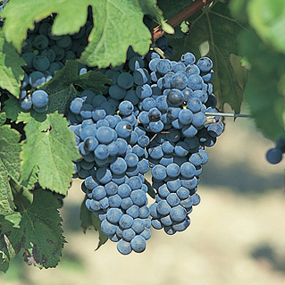 赤ワインのブドウ品種 これでバッチリ ワインの基礎知識 ワインアカデミー キリン