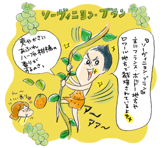 『ソーヴィニヨン・ブラン』主にフランス・ボルドー地方やロワール地方で栽培されているよ。爽やかさにあふれハーブやかんきつの香りがするのさっ